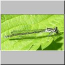 Coenagrion puella - Hufeisen-Azurjungfer w02.jpg